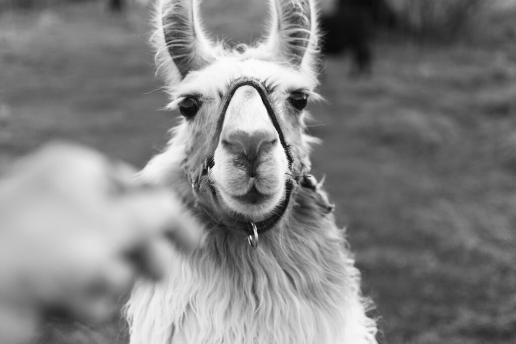 A charming grayscale close-up portrait of a llama with focus on its expressive face in a natural setting.