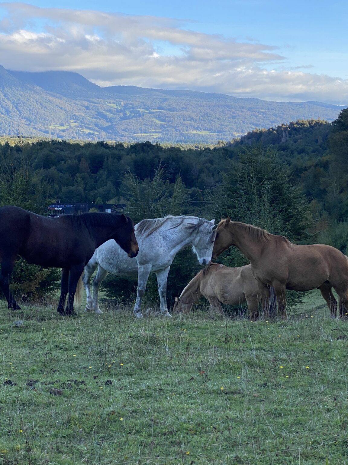 Pferde auf einer Ranch in Chile.