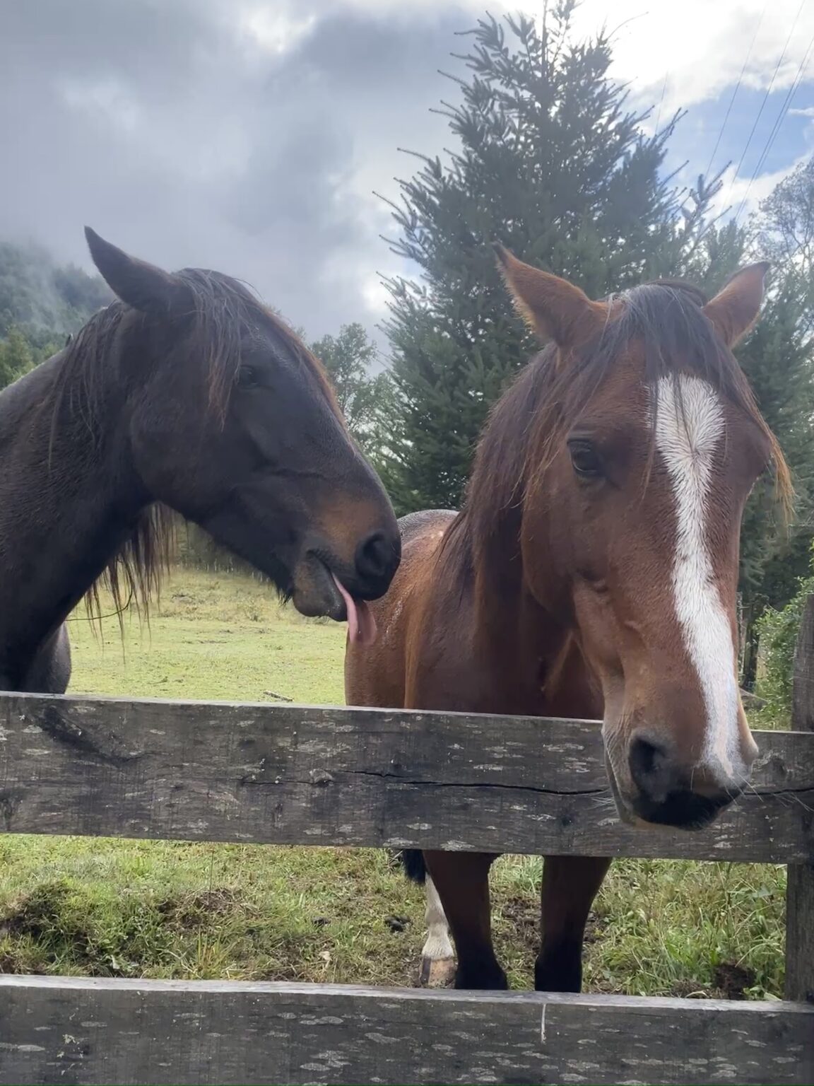 Zwei Pferde auf einer Ranch in Chile.